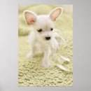 Search for items posters Animal