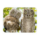 Search for eastern magnets Bird watching