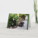 Search for the toad cards Toads