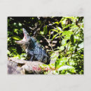 Search for iguana postcards Animal