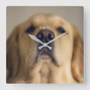 Search for golden retriever clocks Animal