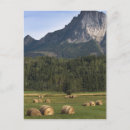 Search for hai postcards Nobody