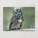 Search for owl on a branch postcards Forest