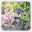 Search for mini schnauzer stickers Puppy