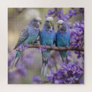 Search for budgie puzzles Parrot