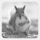 Search for grey squirrels stickers Nature
