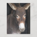 Search for sanctuary postcards Donkey