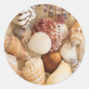 Search for seashell pictures labels Ocean