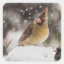 Search for pretty cardinal stickers Snow