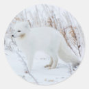 Search for arctic fox stickers Danita delimont