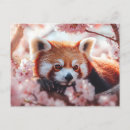 Search for panda postcards Animal