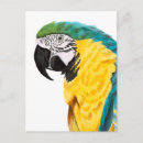 Search for parrot postcards Tropical