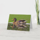 Search for duck fathers day cards Waterfowl