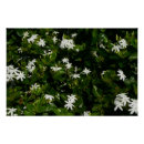 Search for jasmine flowers art Floral