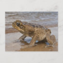 Search for bufo Full length