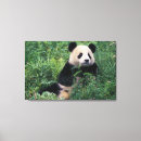 Search for panda bear art Keren su