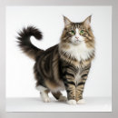 Search for norwegian art Norwegian forest cat