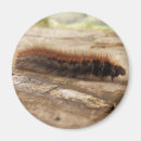 Search for caterpillar magnets Bug