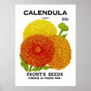 Search for calendula posters Floral