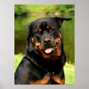 Search for rotties art Puppies