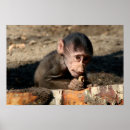 Search for shy posters Baby animals