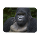 Search for silverback gorilla magnets Africa