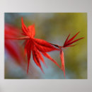 Search for red maple leaf posters Botanical
