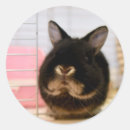 Search for black bunny stickers Pet