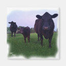 Search for angus magnets Farm