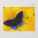 Search for wing open postcards Colourful