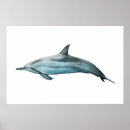 Search for cetacean art Dolphin