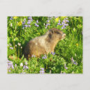 Search for marmot postcards Wildlife