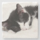 Search for stuff shot photography Baby animals