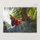 Search for tree greeting postcards Tropical