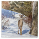 Search for doe tiles Animal