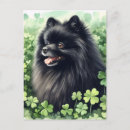 Search for black pomeranian dog postcards Cute