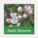 Search for apple blossoms magnets Green