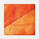 Search for gold leaf magnets Nature