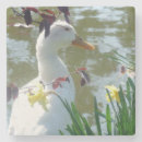Search for cute duck coasters Water