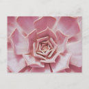 Search for alo postcards Cactus