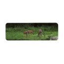 Search for white tailed deer return address labels Wildlife