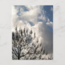 Search for tree photo postcards Skies