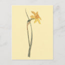 Search for yellow daffodil postcards Botanical