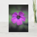 Search for geranium cards Flower