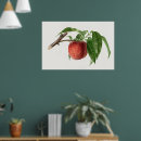 Search for vintage peach illustration posters Fruit