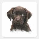 Search for brown lab stickers Pets