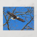 Search for wingspan postcards Wildlife