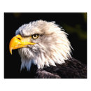 Search for american bald eagle art Americana