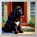 Search for newfoundland dog posters Animal