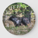 Search for black bear clocks Ursus americanus